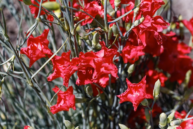 Jardin Botanique de la Bastide-016